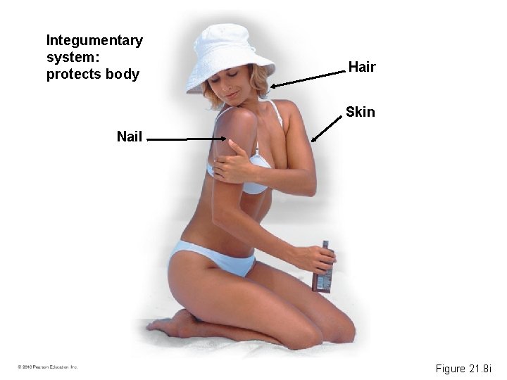 Integumentary system: protects body Hair Skin Nail Figure 21. 8 i 