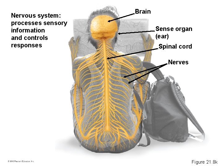 Nervous system: processes sensory information and controls responses Brain Sense organ (ear) Spinal cord