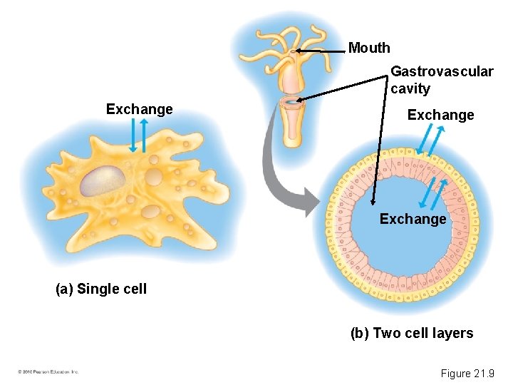 Mouth Gastrovascular cavity Exchange (a) Single cell (b) Two cell layers Figure 21. 9