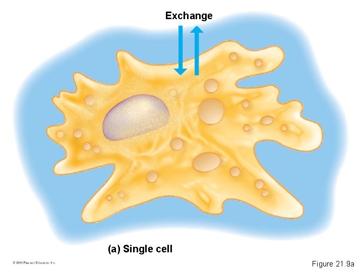 Exchange (a) Single cell Figure 21. 9 a 