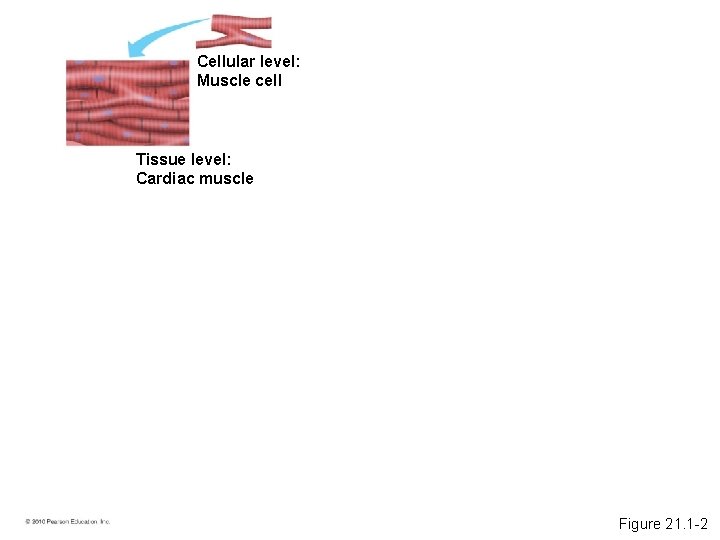 Cellular level: Muscle cell Tissue level: Cardiac muscle Figure 21. 1 -2 