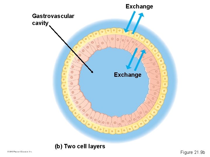 Exchange Gastrovascular cavity Exchange (b) Two cell layers Figure 21. 9 b 