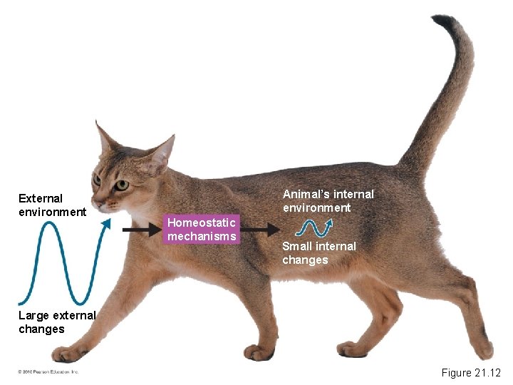 External environment Animal’s internal environment Homeostatic mechanisms Small internal changes Large external changes Figure