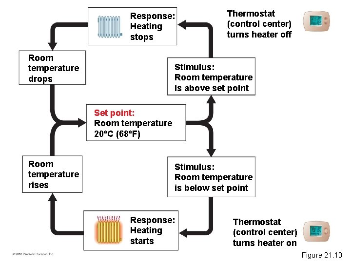 Response: Heating stops Room temperature drops Thermostat (control center) turns heater off Stimulus: Room