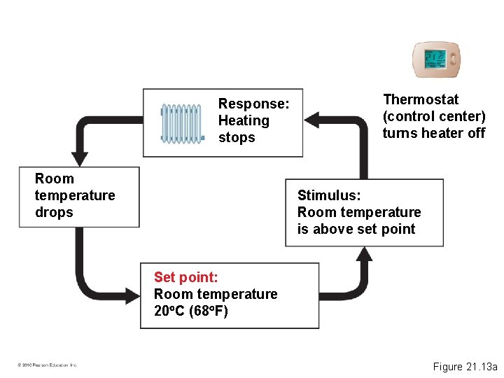 Response: Heating stops Room temperature drops Thermostat (control center) turns heater off Stimulus: Room