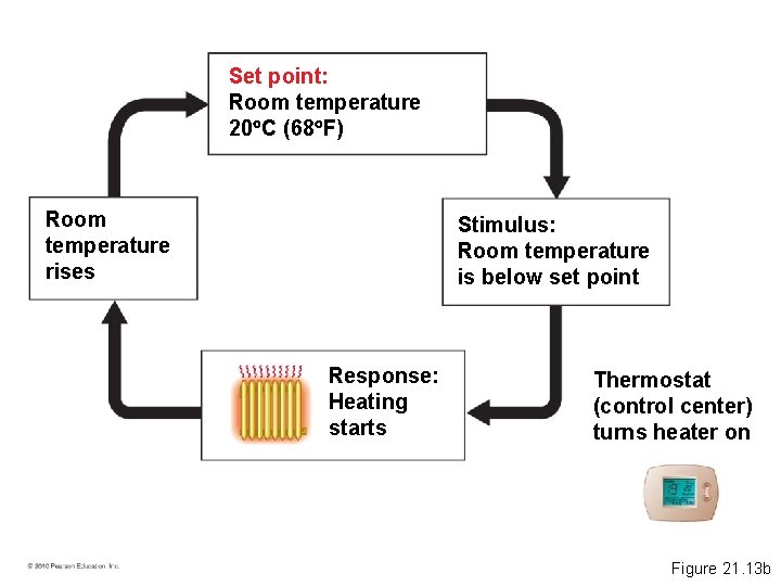 Set point: Room temperature 20 C (68 F) Room temperature rises Stimulus: Room temperature