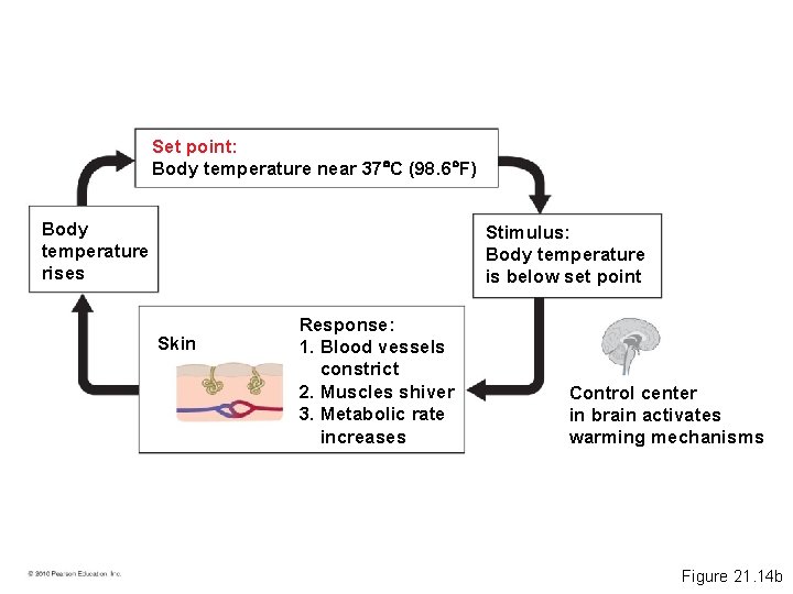 Set point: Body temperature near 37 C (98. 6 F) Body temperature rises Stimulus: