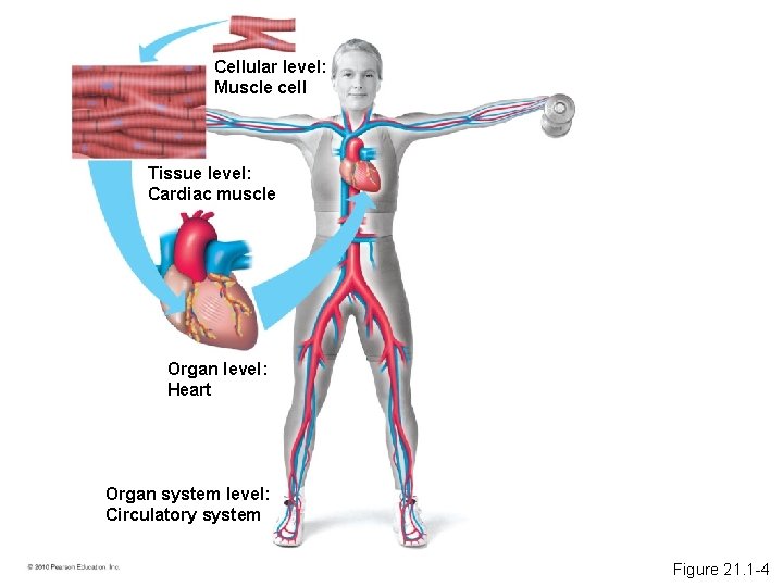 Cellular level: Muscle cell Tissue level: Cardiac muscle Organ level: Heart Organ system level: