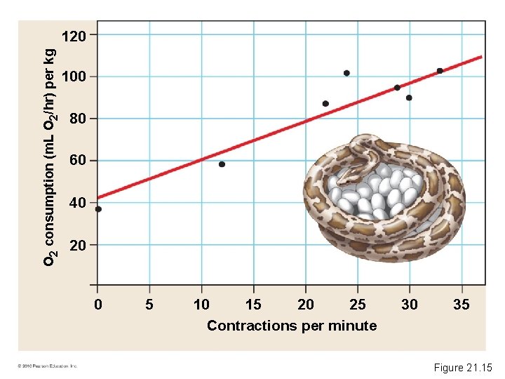 O 2 consumption (m. L O 2/hr) per kg 120 100 80 60 40