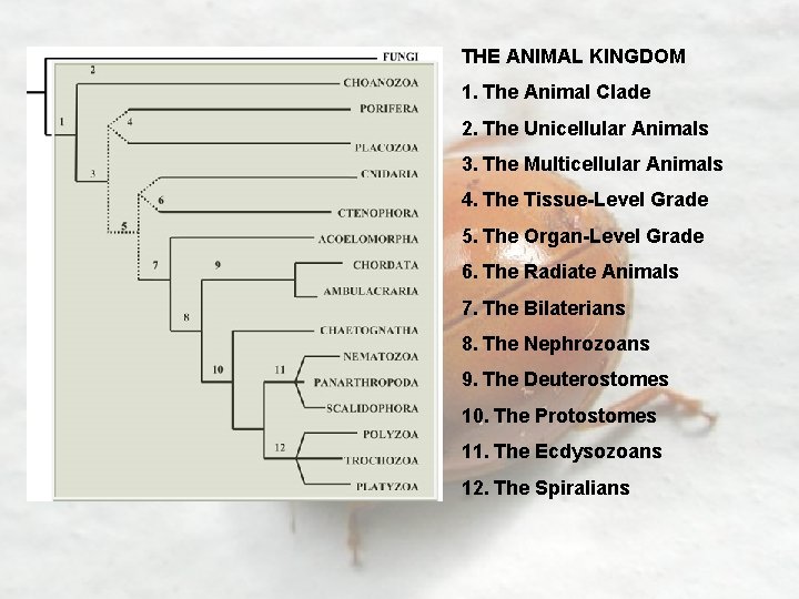 THE ANIMAL KINGDOM 1. The Animal Clade 2. The Unicellular Animals 3. The Multicellular
