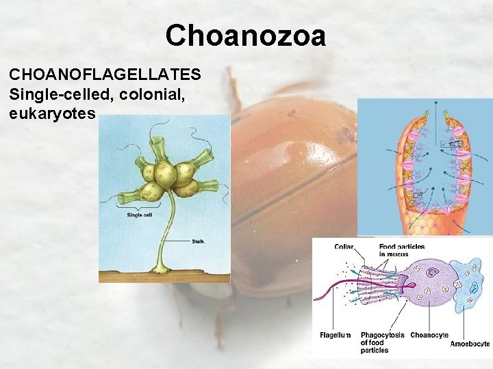 Choanozoa CHOANOFLAGELLATES Single-celled, colonial, eukaryotes 