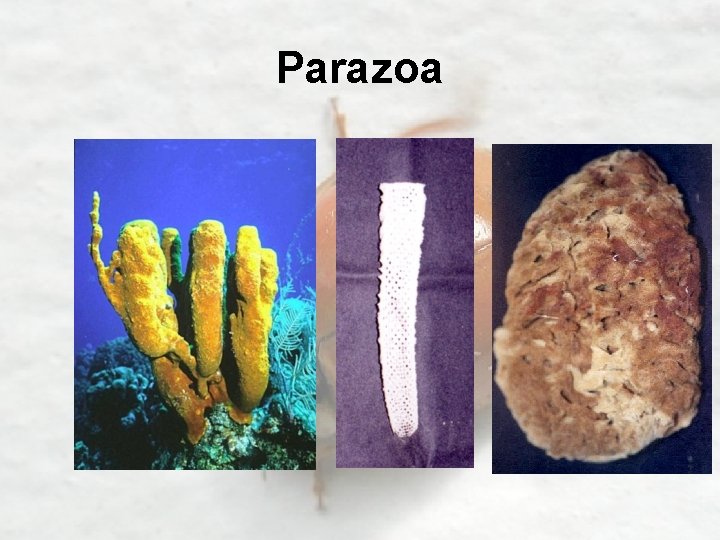 Parazoa 