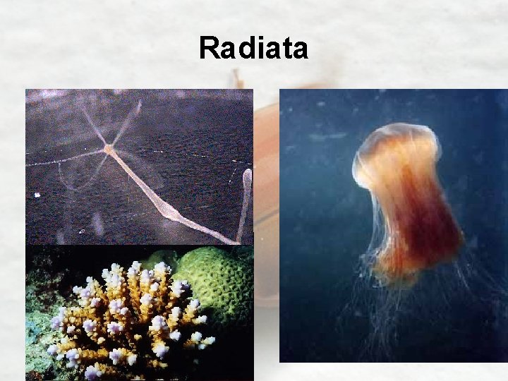 Radiata 