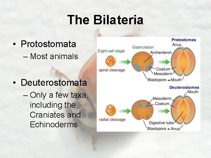 The Bilateria • Protostomata – Most animals • Deuterostomata – Only a few taxa,