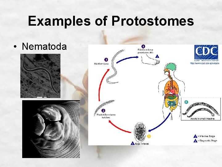 Examples of Protostomes • Nematoda 