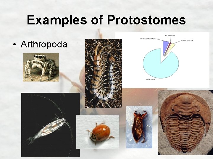 Examples of Protostomes • Arthropoda 