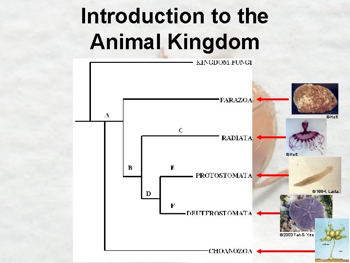 Introduction to the Animal Kingdom ©Holt D © 1994, Lavia © 2003 Tan &