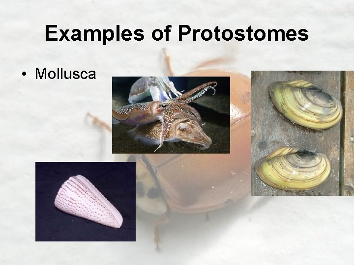 Examples of Protostomes • Mollusca 