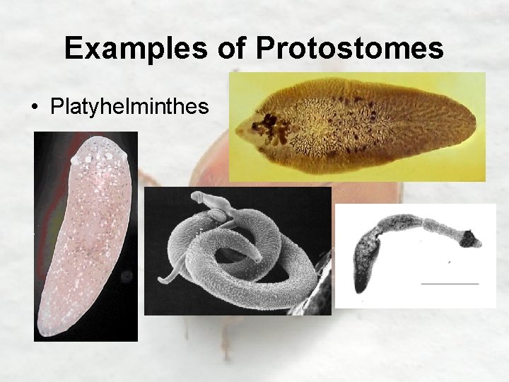 Examples of Protostomes • Platyhelminthes 