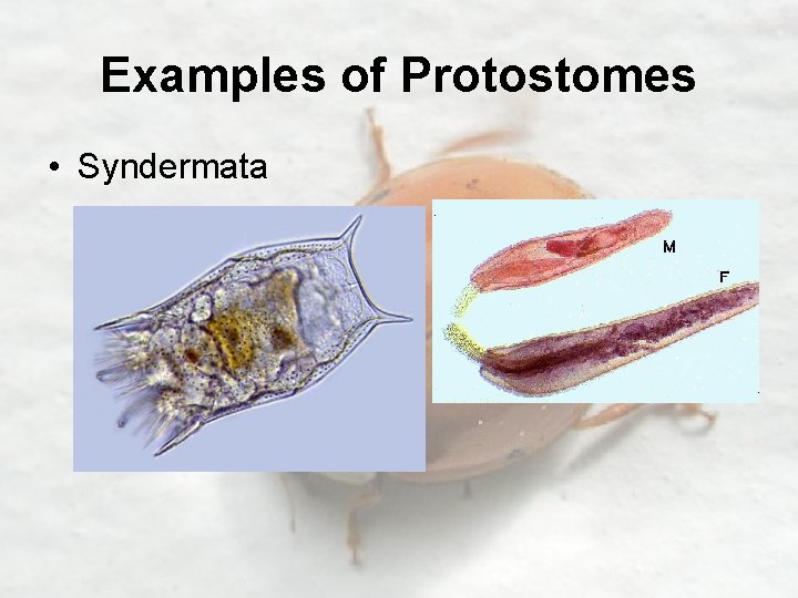 Examples of Protostomes • Syndermata 