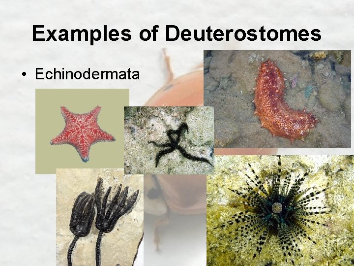 Examples of Deuterostomes • Echinodermata 