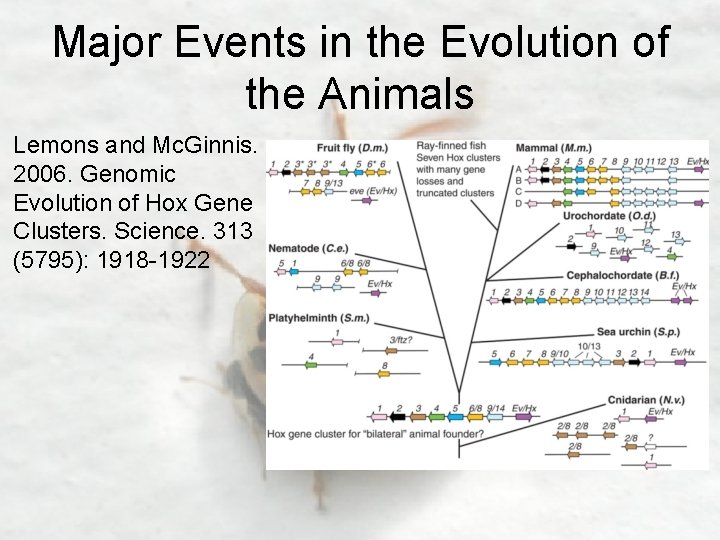 Major Events in the Evolution of the Animals Lemons and Mc. Ginnis. 2006. Genomic