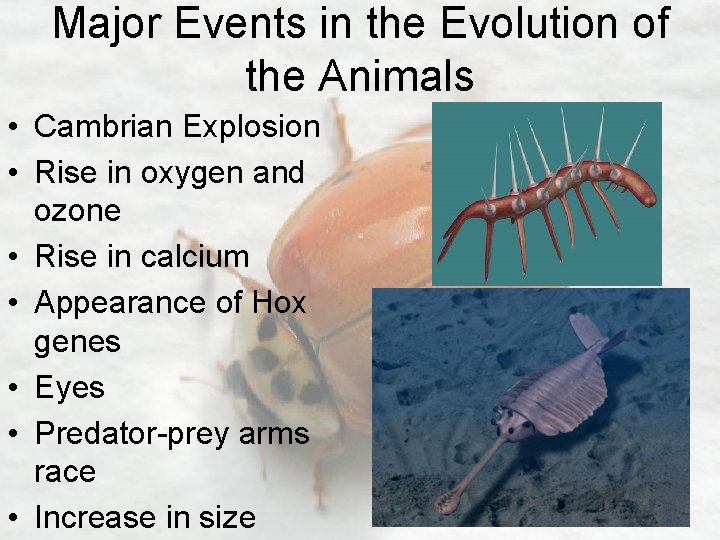 Major Events in the Evolution of the Animals • Cambrian Explosion • Rise in