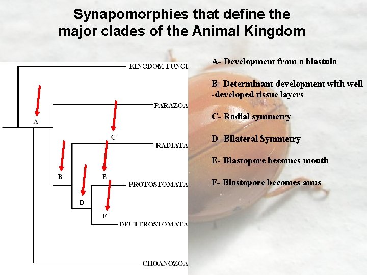 Synapomorphies that define the major clades of the Animal Kingdom A- Development from a