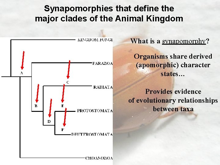 Synapomorphies that define the major clades of the Animal Kingdom What is a synapomorphy?