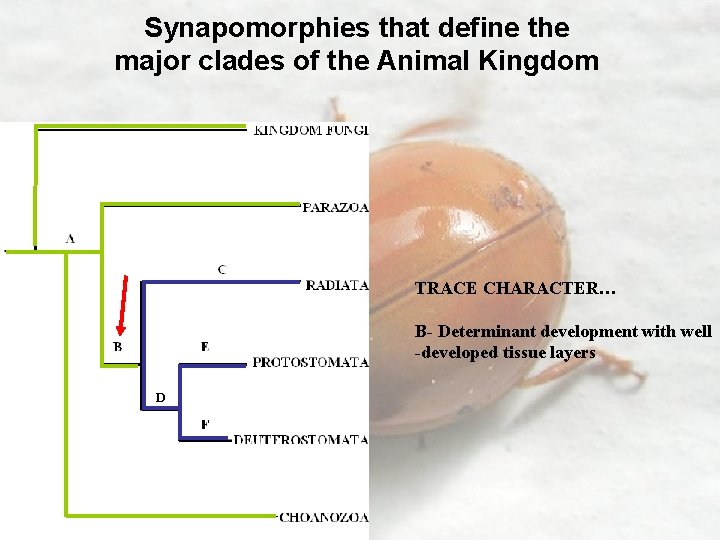 Synapomorphies that define the major clades of the Animal Kingdom TRACE CHARACTER… B- Determinant