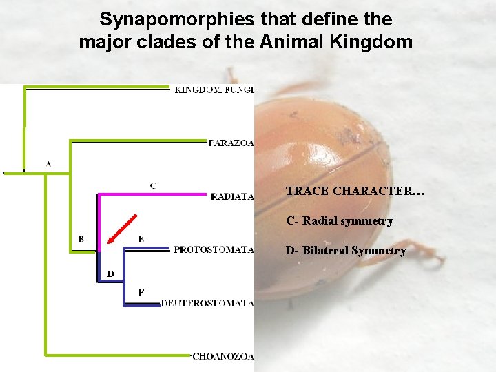 Synapomorphies that define the major clades of the Animal Kingdom TRACE CHARACTER… C- Radial