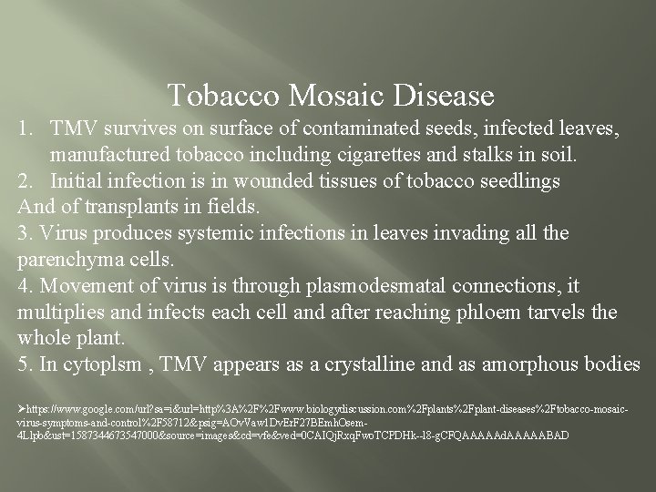 Tobacco Mosaic Disease 1. TMV survives on surface of contaminated seeds, infected leaves, manufactured