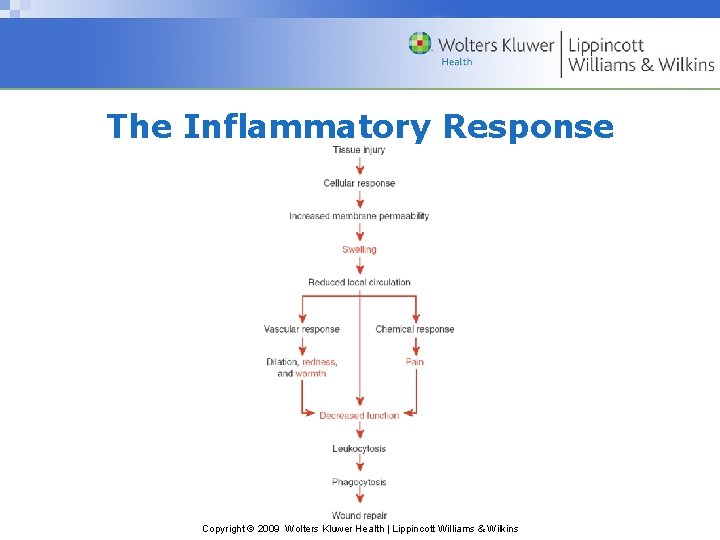 The Inflammatory Response Copyright © 2009 Wolters Kluwer Health | Lippincott Williams & Wilkins