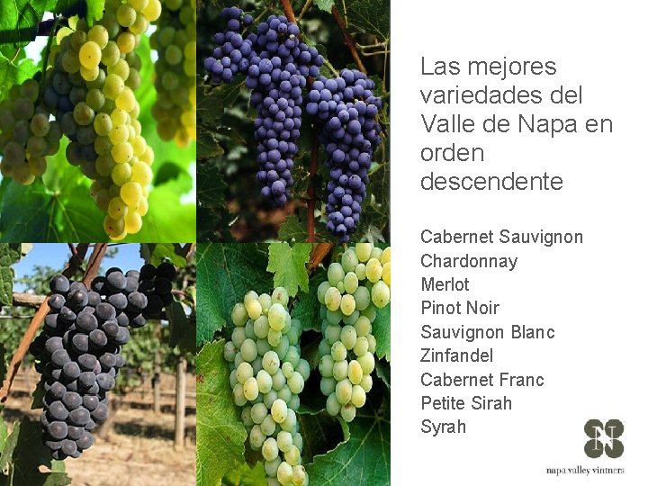 Las mejores variedades del Valle de Napa en orden descendente Cabernet Sauvignon Chardonnay Merlot