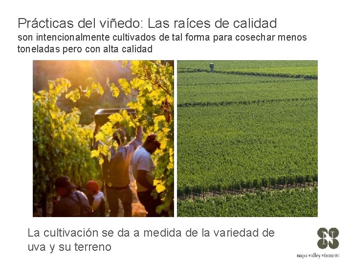 Prácticas del viñedo: Las raíces de calidad son intencionalmente cultivados de tal forma para
