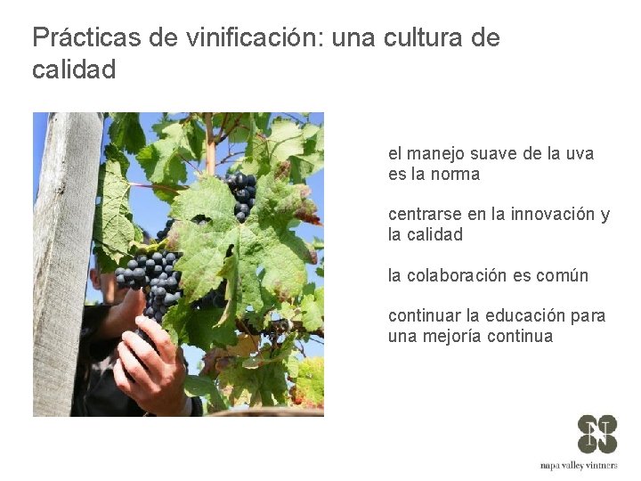 Prácticas de vinificación: una cultura de calidad el manejo suave de la uva es