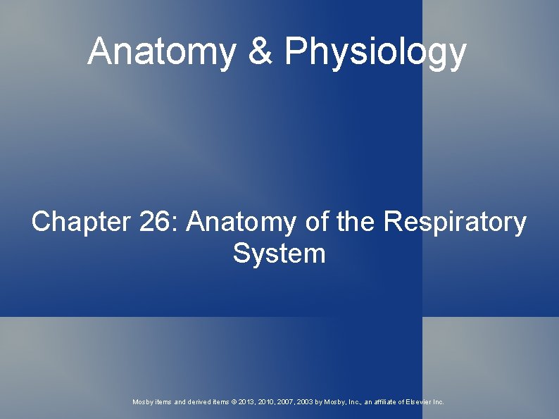 Anatomy & Physiology Chapter 26: Anatomy of the Respiratory System Mosby items and derived