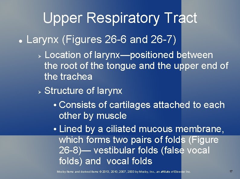 Upper Respiratory Tract Larynx (Figures 26 -6 and 26 -7) Location of larynx—positioned between