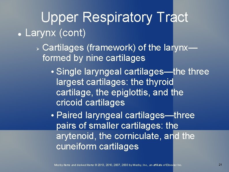 Upper Respiratory Tract Larynx (cont) Cartilages (framework) of the larynx— formed by nine cartilages