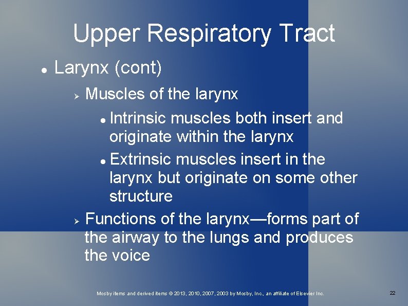 Upper Respiratory Tract Larynx (cont) Muscles of the larynx Intrinsic muscles both insert and