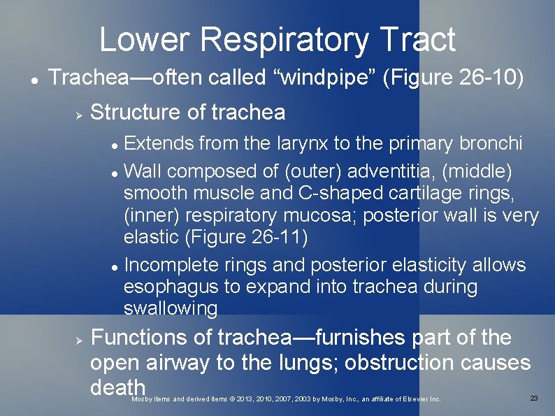 Lower Respiratory Tract Trachea—often called “windpipe” (Figure 26 -10) Structure of trachea Extends from