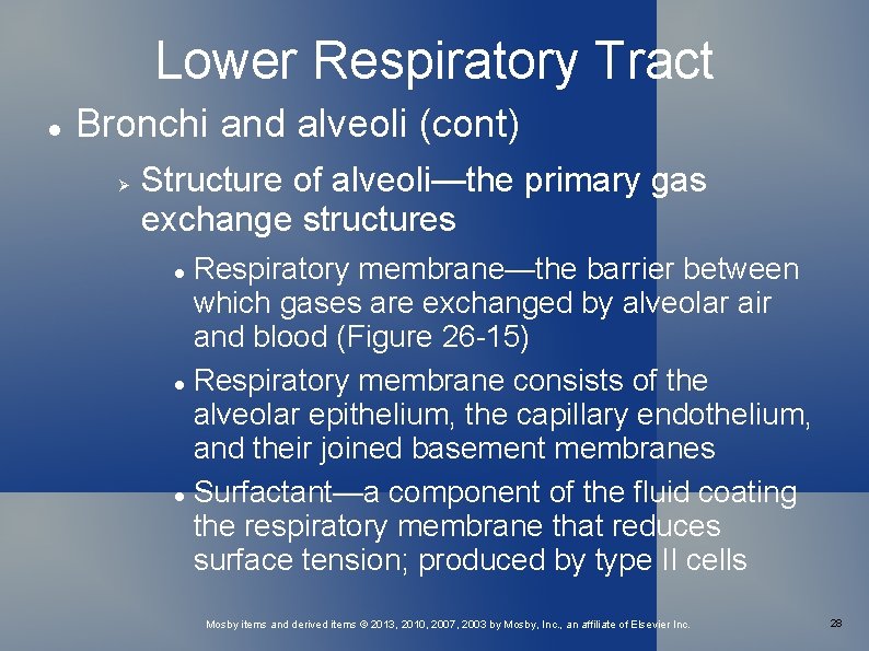 Lower Respiratory Tract Bronchi and alveoli (cont) Structure of alveoli—the primary gas exchange structures