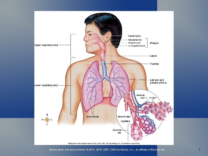 Mosby items and derived items © 2013, 2010, 2007, 2003 by Mosby, Inc. ,