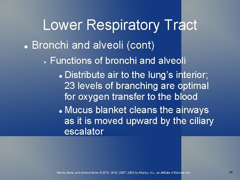 Lower Respiratory Tract Bronchi and alveoli (cont) Functions of bronchi and alveoli Distribute air