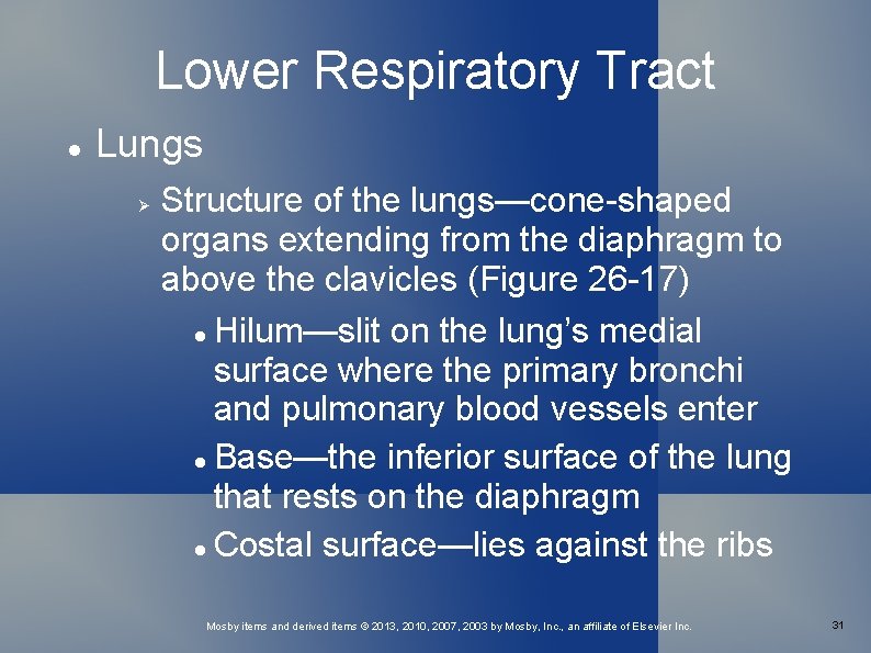 Lower Respiratory Tract Lungs Structure of the lungs—cone-shaped organs extending from the diaphragm to