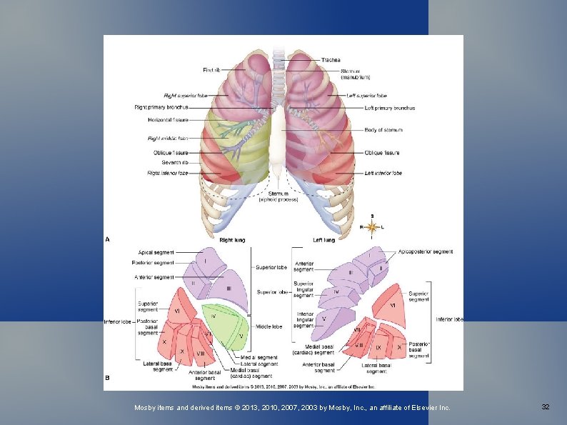 Mosby items and derived items © 2013, 2010, 2007, 2003 by Mosby, Inc. ,