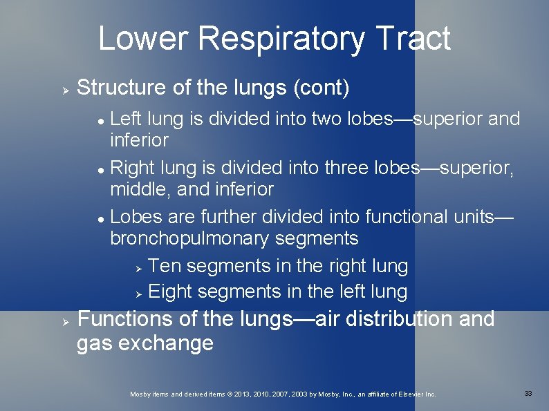 Lower Respiratory Tract Structure of the lungs (cont) Left lung is divided into two