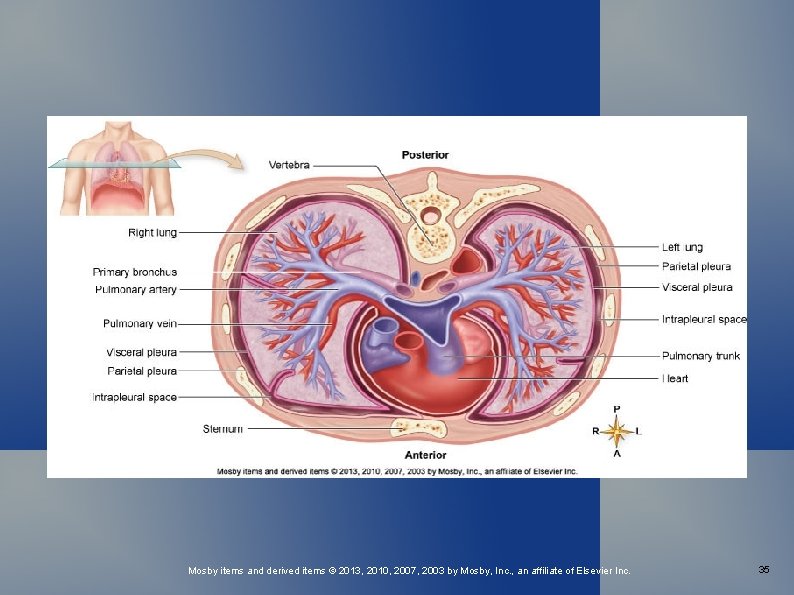 Mosby items and derived items © 2013, 2010, 2007, 2003 by Mosby, Inc. ,
