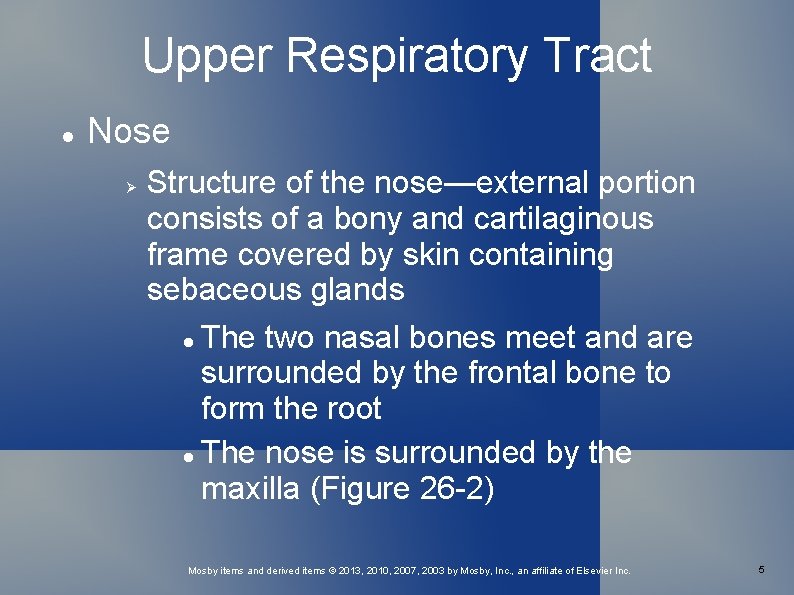 Upper Respiratory Tract Nose Structure of the nose—external portion consists of a bony and