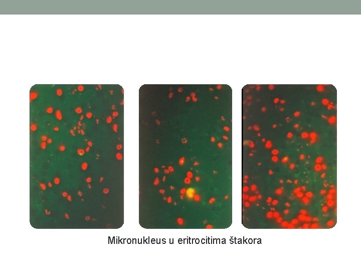 Mikronukleus u eritrocitima štakora 